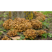 Мицелий Опенка осеннего / Опенок настоящий (Armillaria mellea) Мицелий Опенка осеннего / Опенок настоящий (Armillaria mellea)